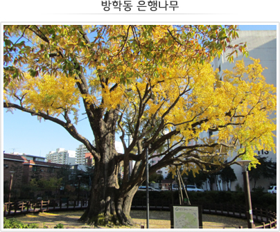 방학동은행나무